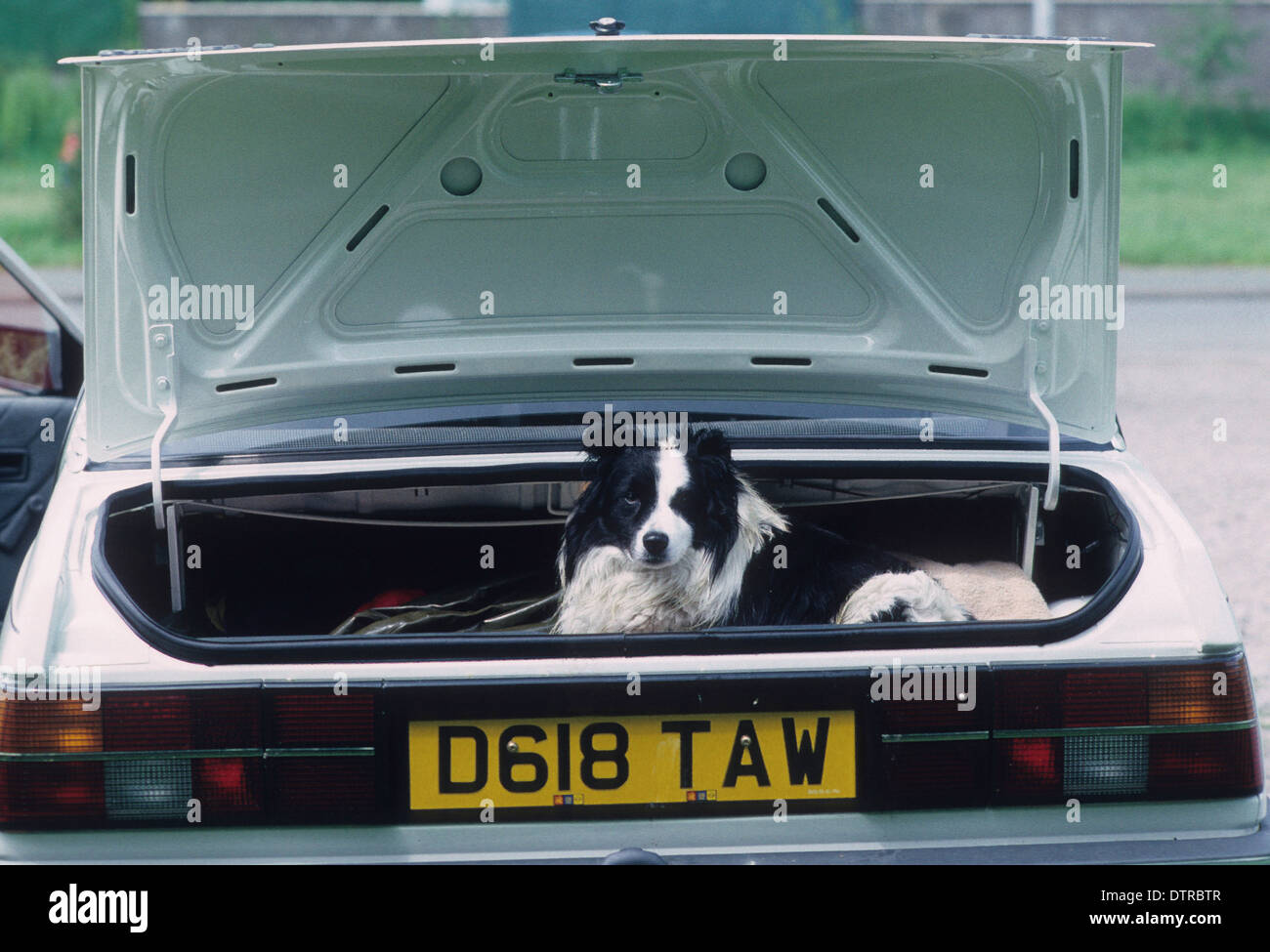 Chien Border Collie dans coffre de voiture Uk Banque D'Images Chien Border Collie dans coffre de voiture Uk Banque D'Images