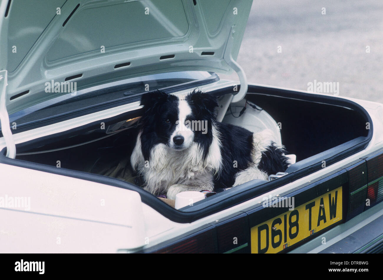 Chien Border Collie dans coffre de voiture Uk Banque D'Images Chien Border Collie dans coffre de voiture Uk Banque D'Images