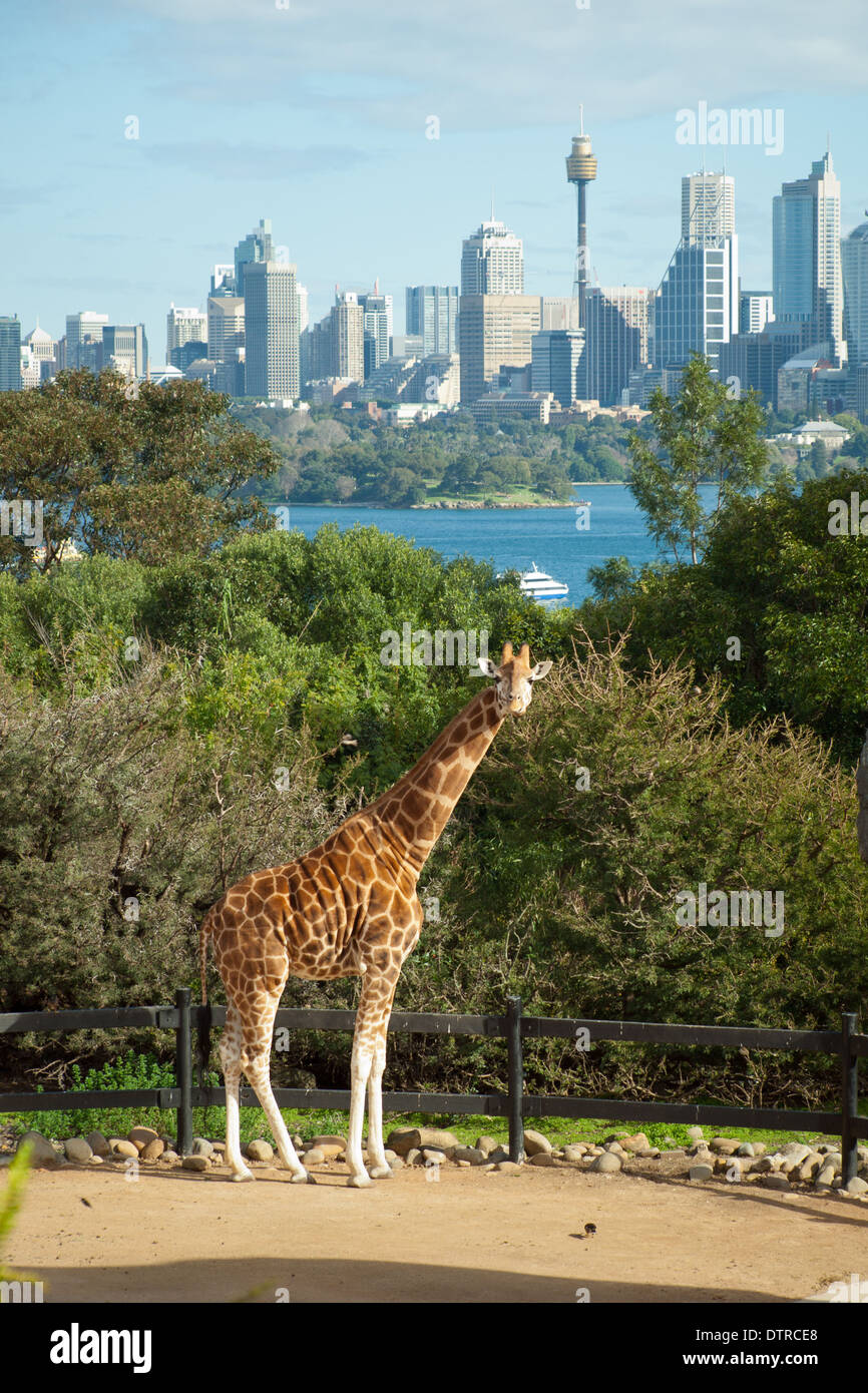 Qu'est-ce que tu regardes ? !  :) Une girafe au Zoo de Taronga à Sydney, Australie. Banque D'Images