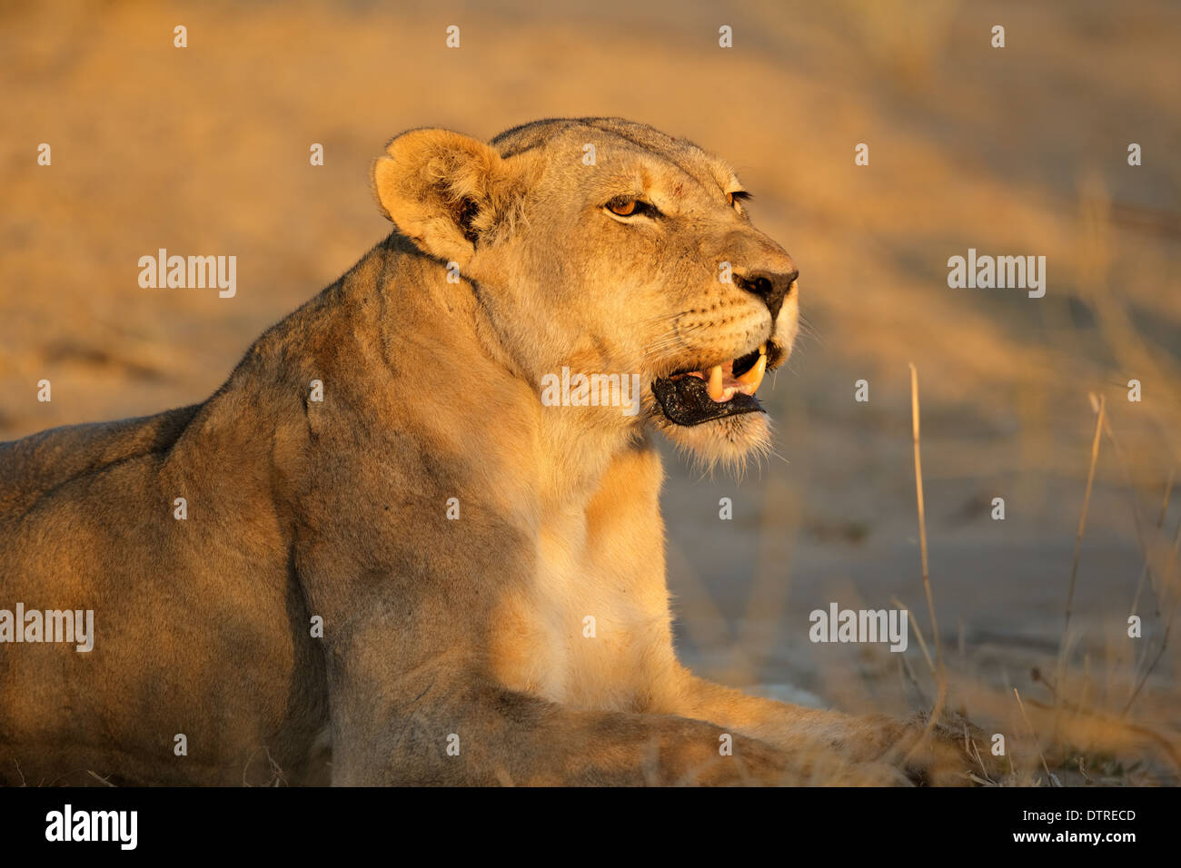 Lionne agressive (Panthera leo) montrant ses dents, désert du Kalahari, Afrique du Sud Banque D'Images