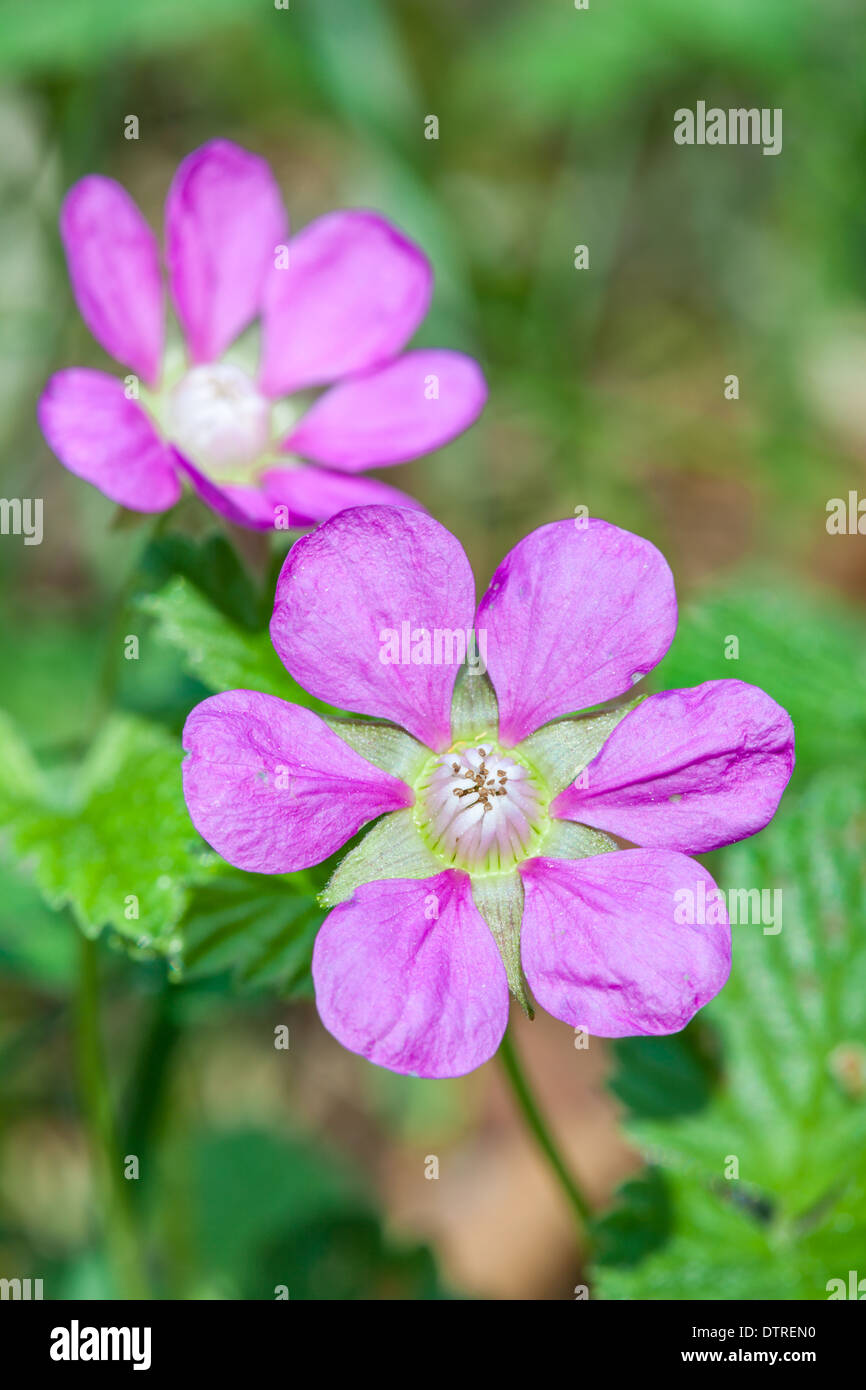 La framboise arctique Banque D'Images