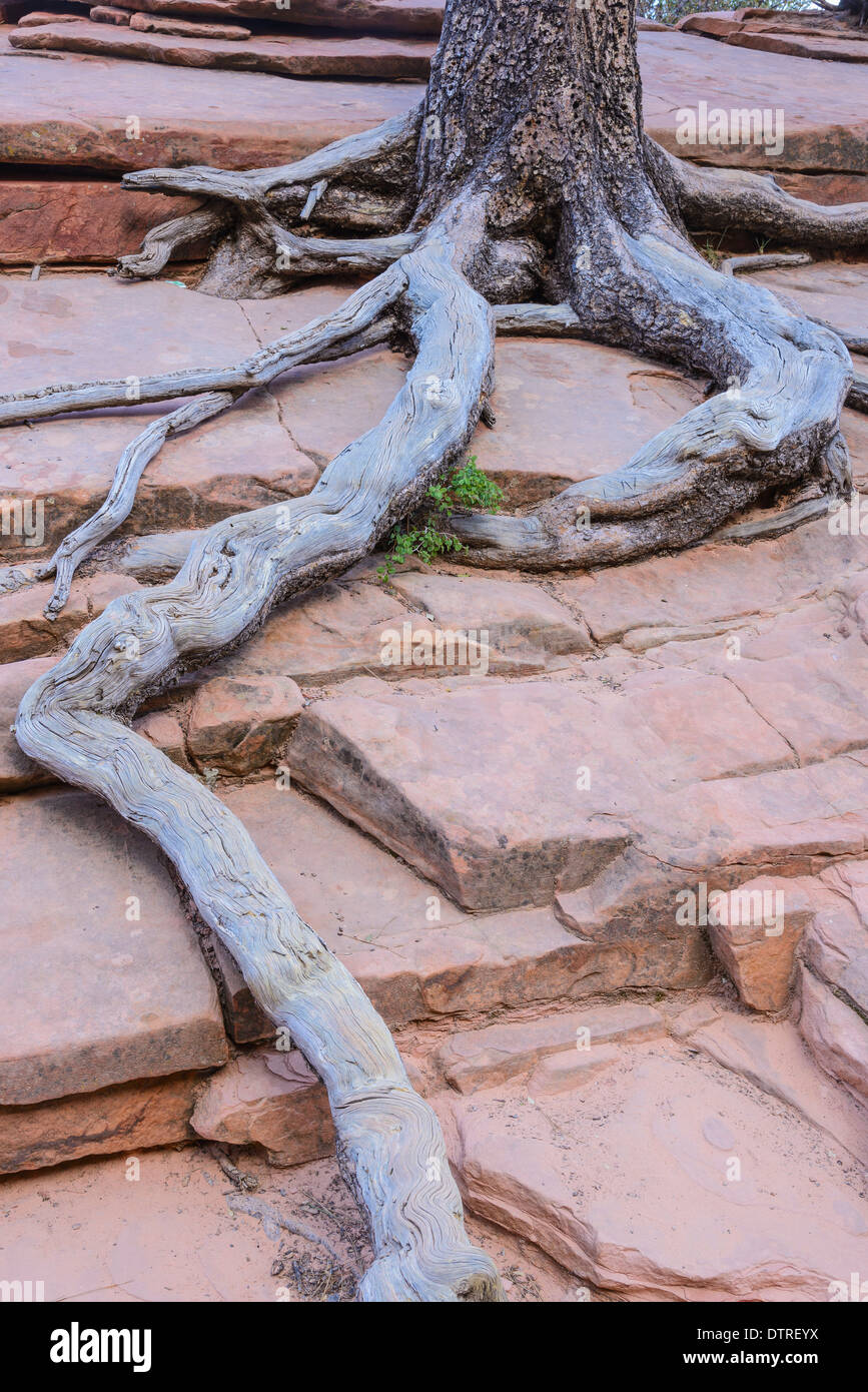 Les racines des arbres de pin ponderosa accroché à la slickrock, près de Scouts Lookout, Zion National Park, Utah, USA Banque D'Images