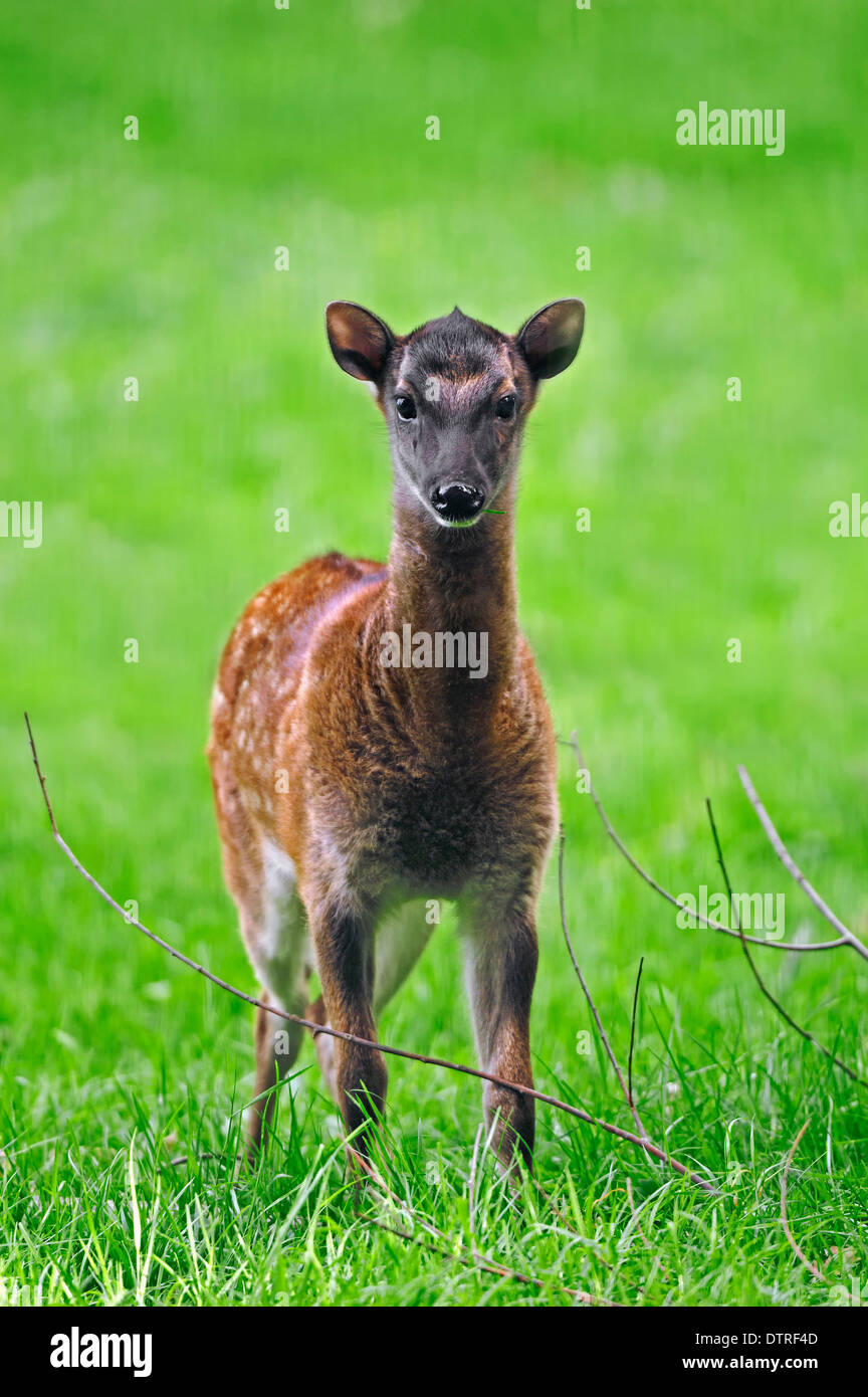 Les jeunes cerfs tachetés des Philippines / (Cervus alfredi) Banque D'Images