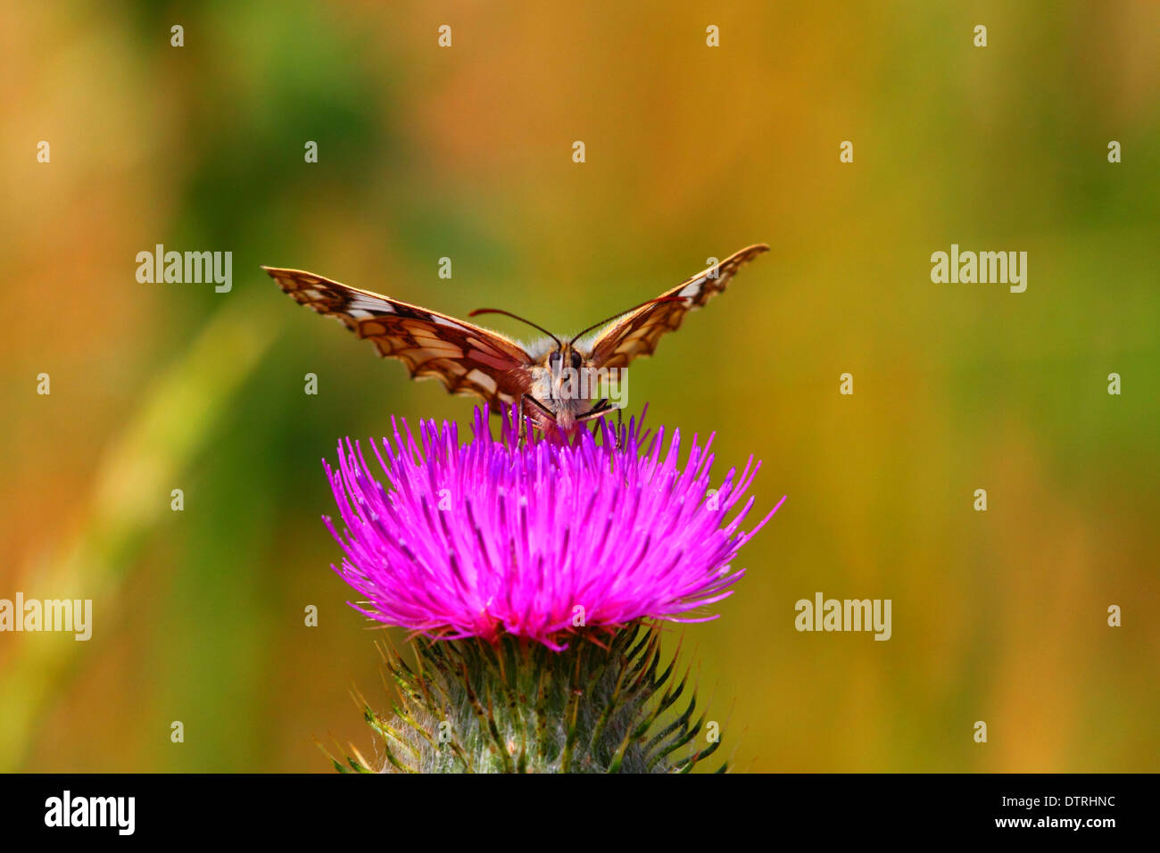 Papillon blanc marbré Banque D'Images