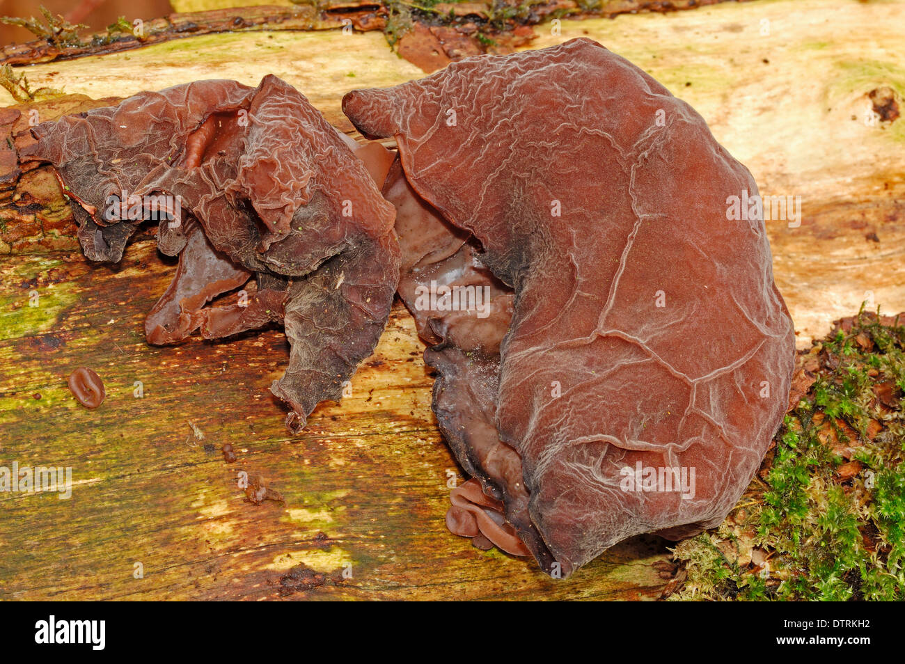 L'oreille de Judas champignon-du-Nord-Westphalie Allemagne / (Hirneola auricula-judae Auricularia auricula-judae Auricularia sambucina Banque D'Images