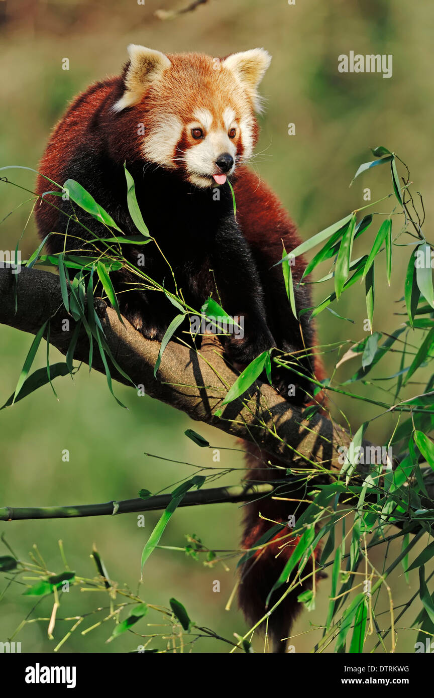 Petit panda (Ailurus fulgens) / / Le panda rouge Banque D'Images