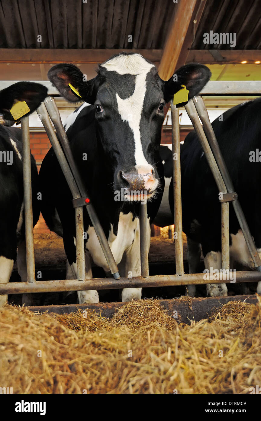 Les bovins Holstein dans stable Banque D'Images