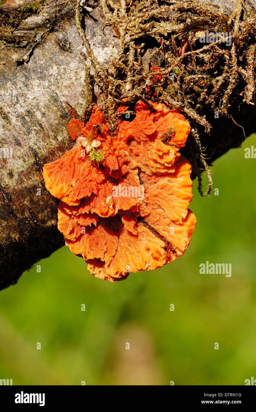 Polypore rouge cinabre-, Rhénanie du Nord-Westphalie, Allemagne / Polypore rouge Banque D'Images