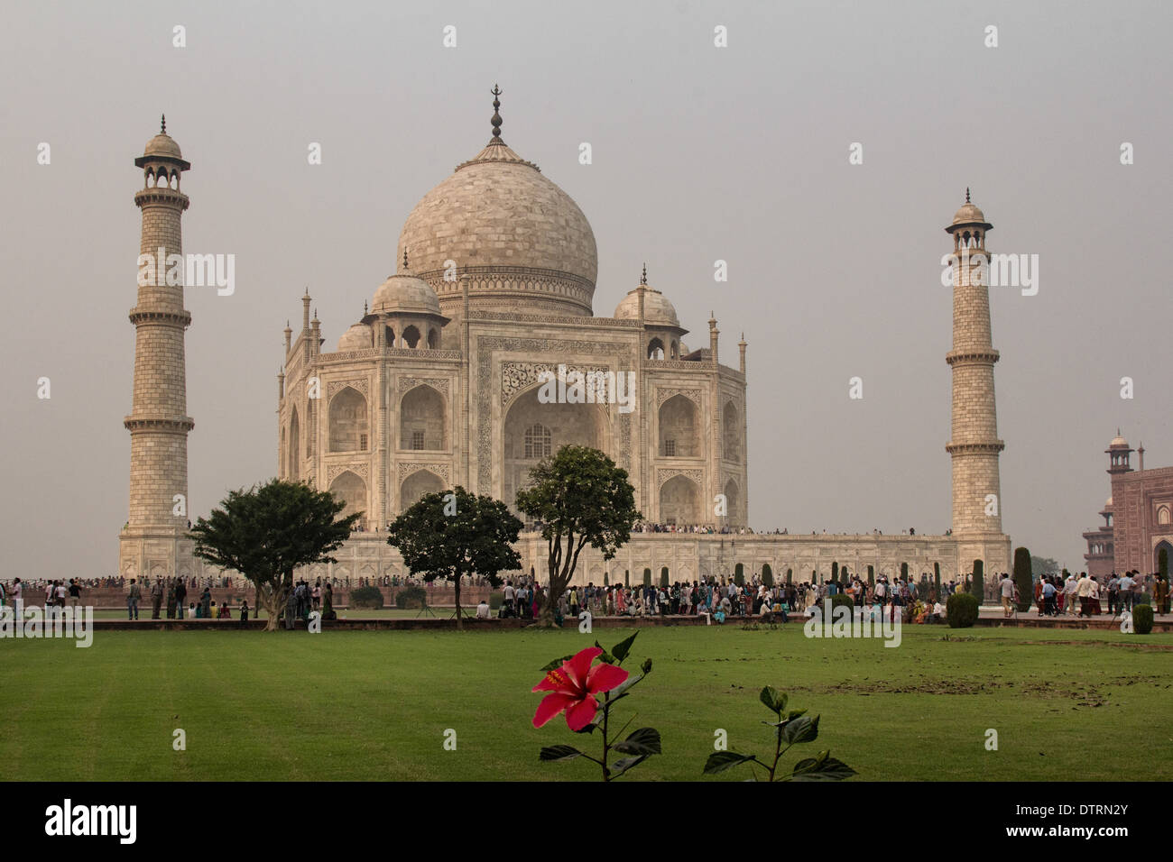 Fleur rouge dans les jardins du Taj Mahal à Agra, en Inde Banque D'Images