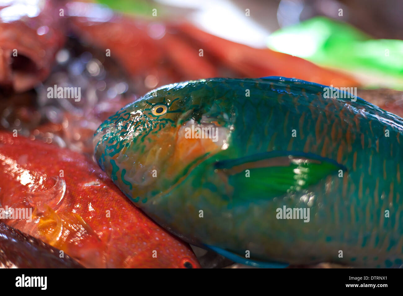 Poisson perroquet frais, fruits de mer sur le marché asiatique Banque D'Images