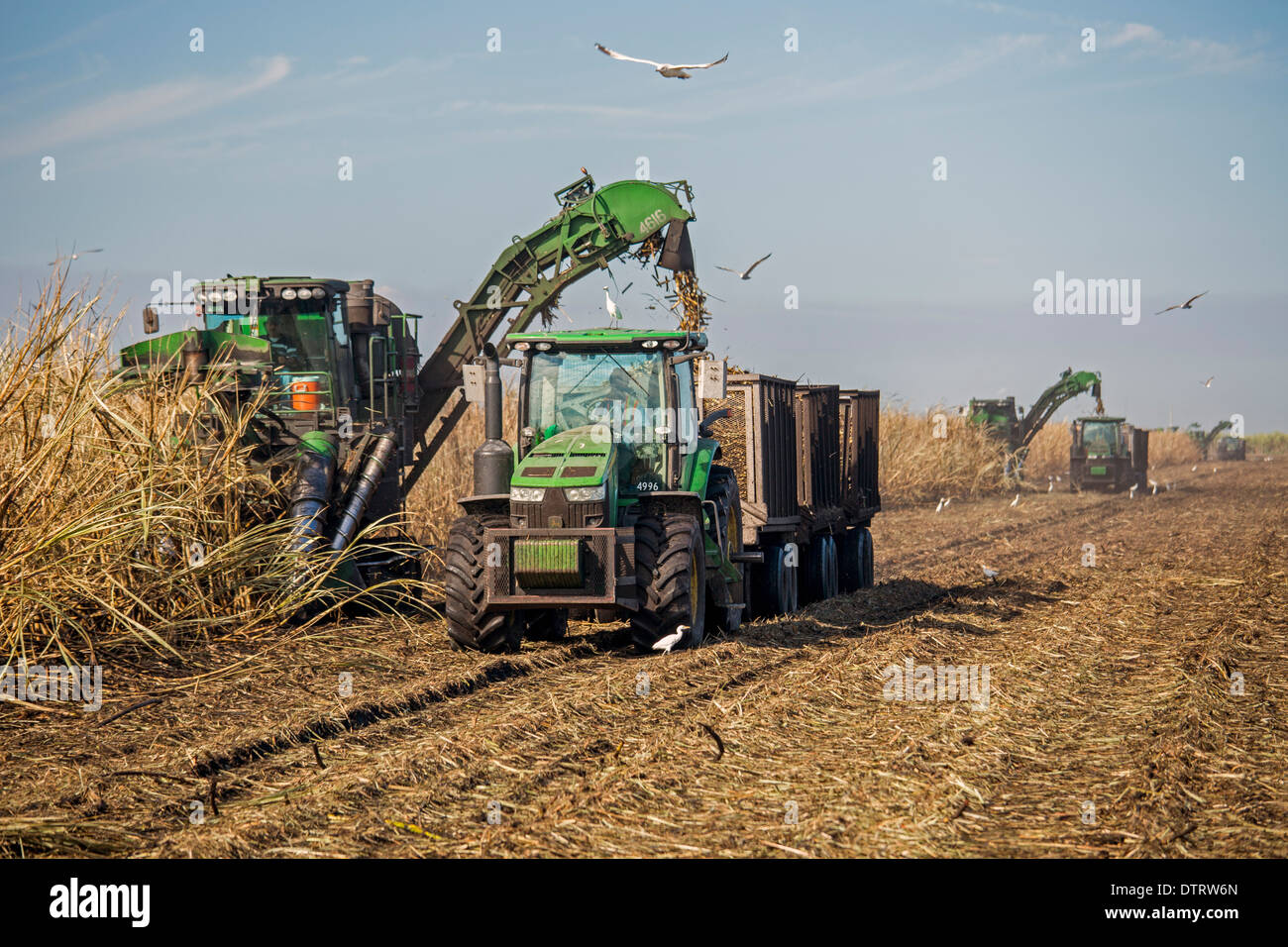 Belle Glade, Floride - la récolte mécanique de la canne à sucre dans le sud de la Floride Banque D'Images Belle Glade, Floride - la récolte mécanique de la canne à sucre dans le sud de la Floride Banque D'Images