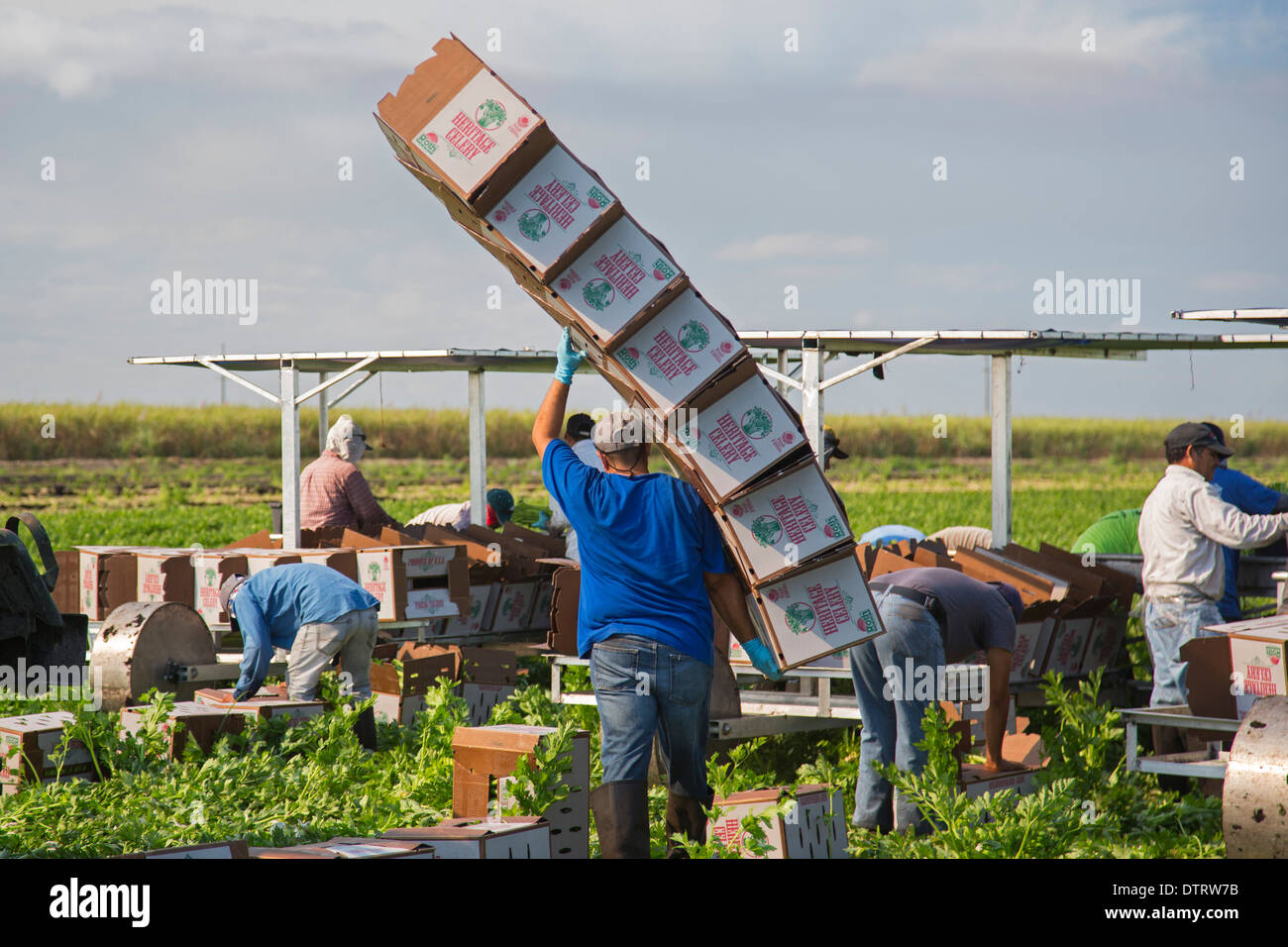 Belle Glade, Floride - un travailleur s'boîtes lors de la récolte du céleri à Roth de fermes. Banque D'Images Belle Glade, Floride - un travailleur s'boîtes lors de la récolte du céleri à Roth de fermes. Banque D'Images