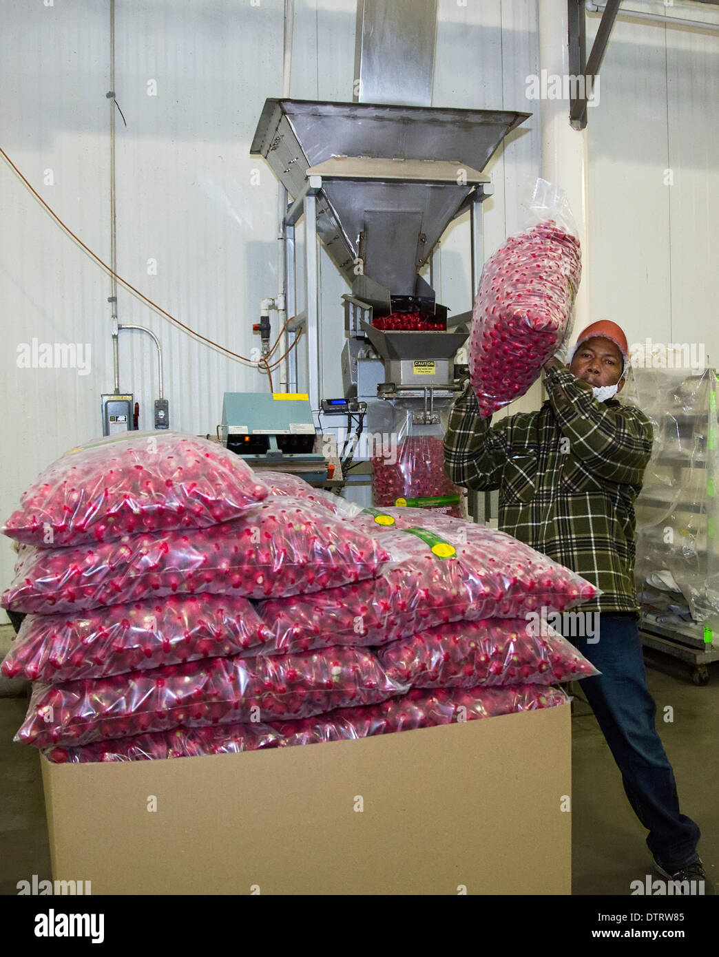 Belle Glade, Floride - un travailleur de sacs piles les radis dans un emballage en Floride du Sud. Banque D'Images Belle Glade, Floride - un travailleur de sacs piles les radis dans un emballage en Floride du Sud. Banque D'Images