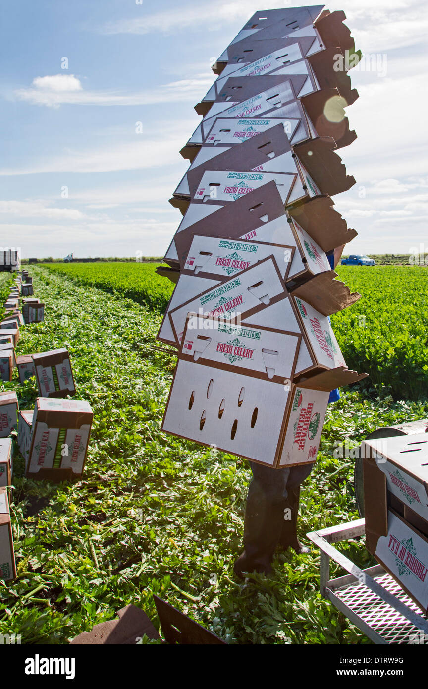 Belle Glade, Floride - un travailleur s'boîtes lors de la récolte du céleri à Roth de fermes. Banque D'Images Belle Glade, Floride - un travailleur s'boîtes lors de la récolte du céleri à Roth de fermes. Banque D'Images