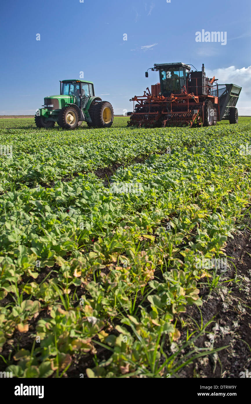 Belle Glade, Floride - les travailleurs conduisant des machines agricoles à la récolte des radis fermes Roth. Banque D'Images