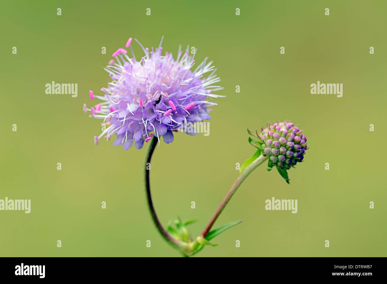 Devil's bit Scabious, Bavière, Allemagne / (Succisa pratensis, Scabiosa succisa) Banque D'Images