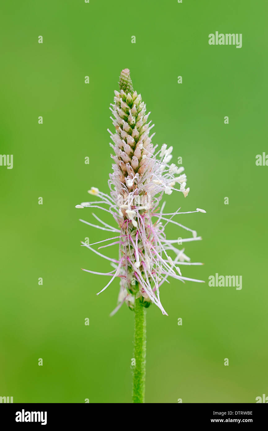 Plantain moyen, Bavière, Allemagne / (Plantago media) Banque D'Images