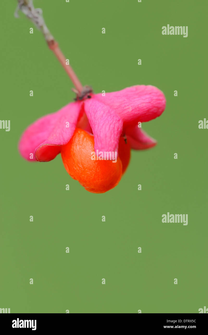 L'arbre de fusée, fruits, Rhénanie du Nord-Westphalie, Allemagne / (Euonymus europaeus) Banque D'Images