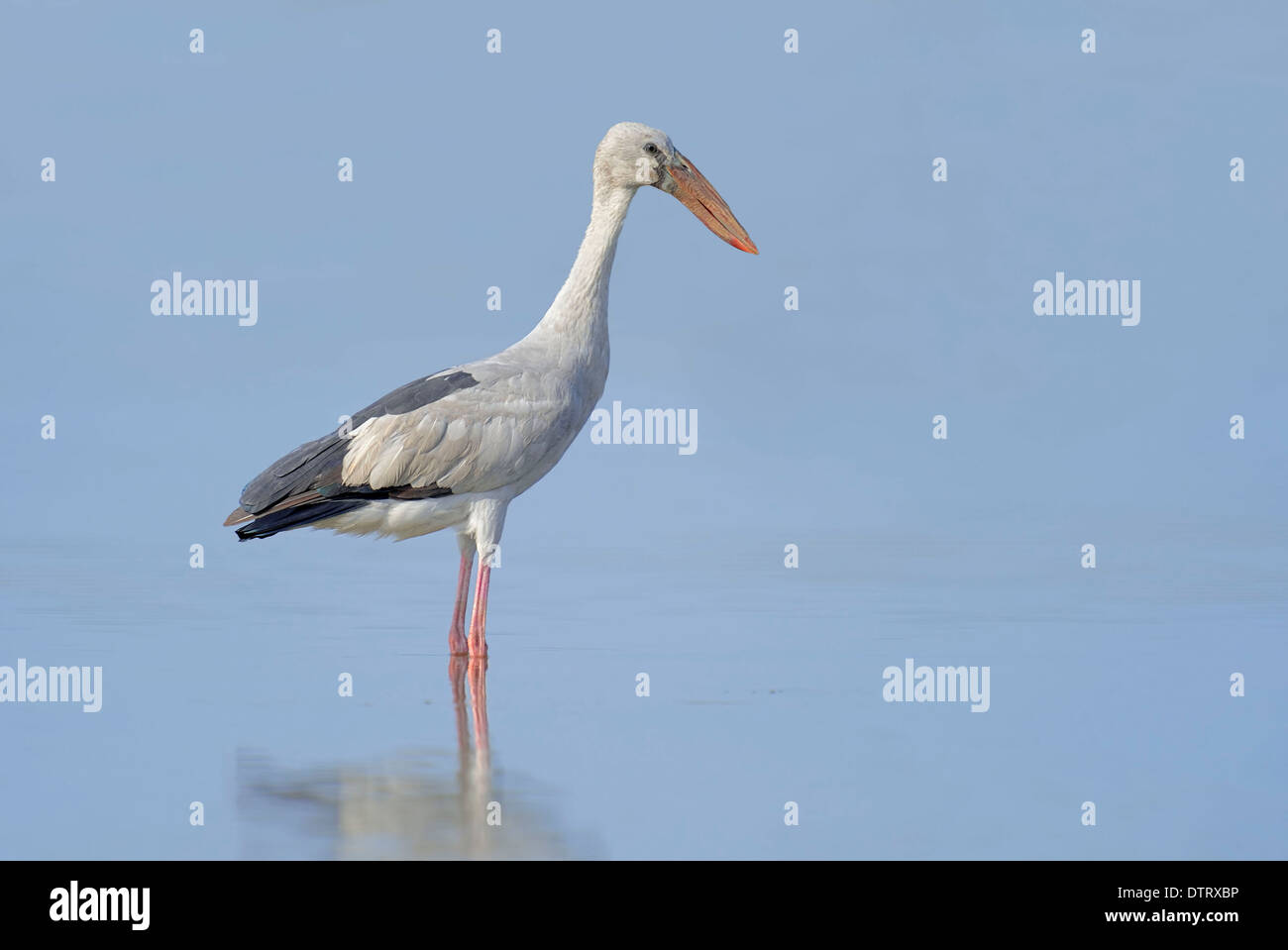 Asian Openbill, Uttar Pradesh, Inde / (Anastomus oscitante) Banque D'Images