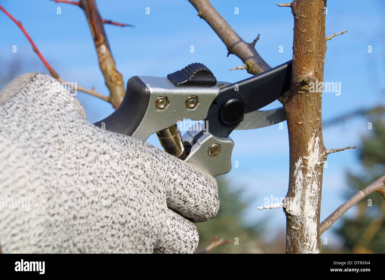 Baum verschneiden - abattage d'arbres 30 Banque D'Images