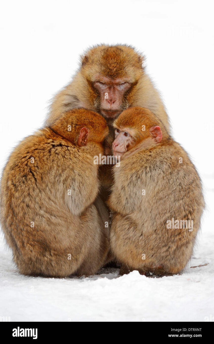 Bouclier de bouleau Bug, Rhénanie du Nord-Westphalie, Allemagne / (Elasmostethus Shieldbug interstinctus) / bouleau Banque D'Images