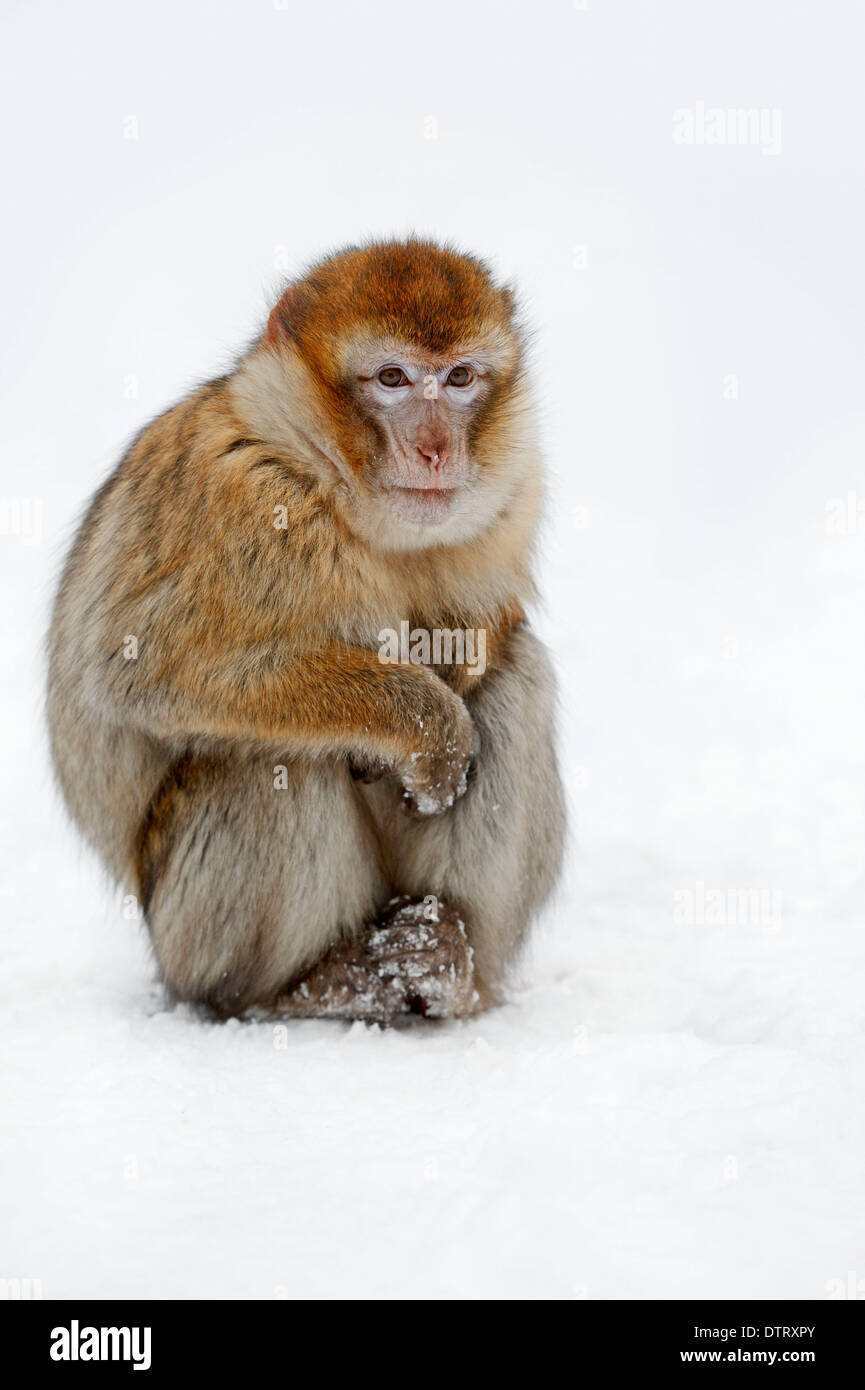 Hawthorn Shield Bug, Rhénanie du Nord-Westphalie, Allemagne / (Acanthosoma haemorrhoidale) / Hawthorn Shieldbug Banque D'Images