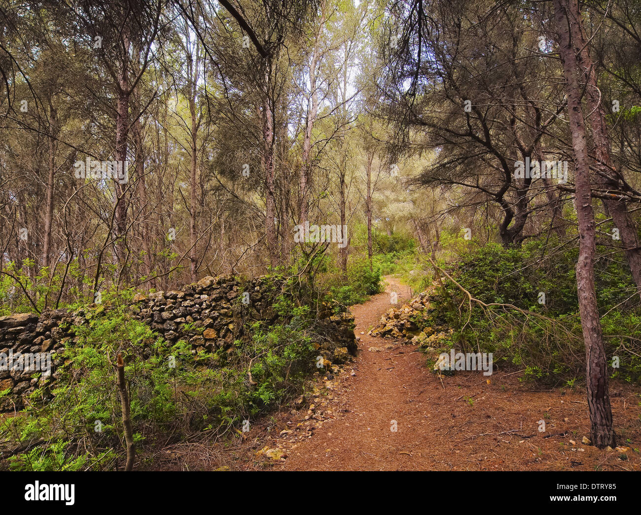Forêt dans le sud de Minorque, Iles Baléares, Espagne Banque D'Images