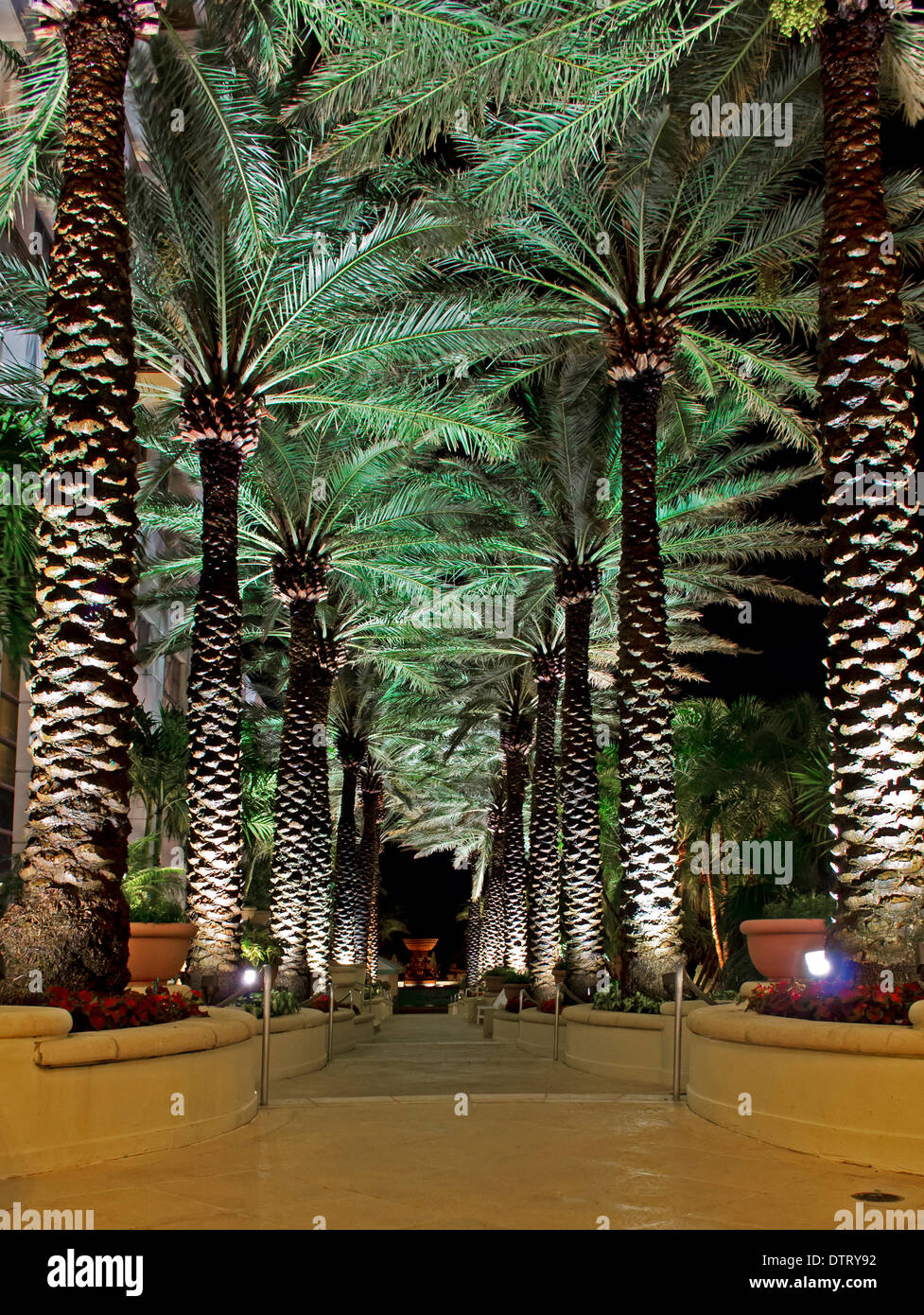 Patio éclairé à la passerelle Loew's hôtel de South Beach Miami, dans la soirée. Palm tree promenade bordée d'arbres. Banque D'Images