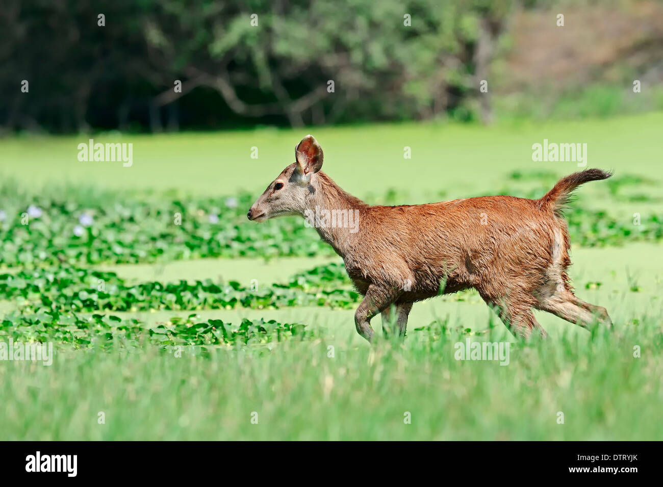 Les jeunes cerfs Sambar, parc national de Keoladeo Ghana, Rajasthan, Inde / (Cervus unicolor) Banque D'Images