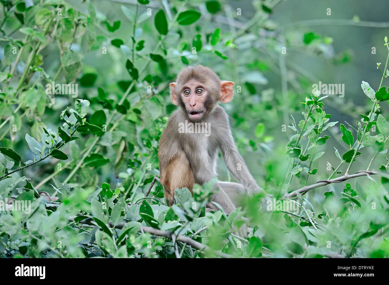 Jeune singe rhésus, le parc national de Keoladeo Ghana, Rajasthan, Inde / (Macaca mulatta) macaque rhésus / Banque D'Images