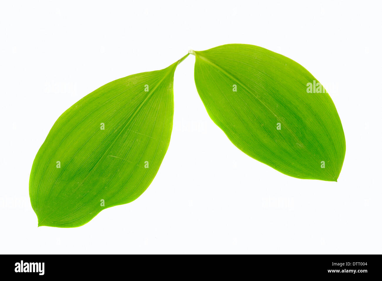 Les feuilles des arbres aux 40 écus (ginkgo biloba) / Banque D'Images
