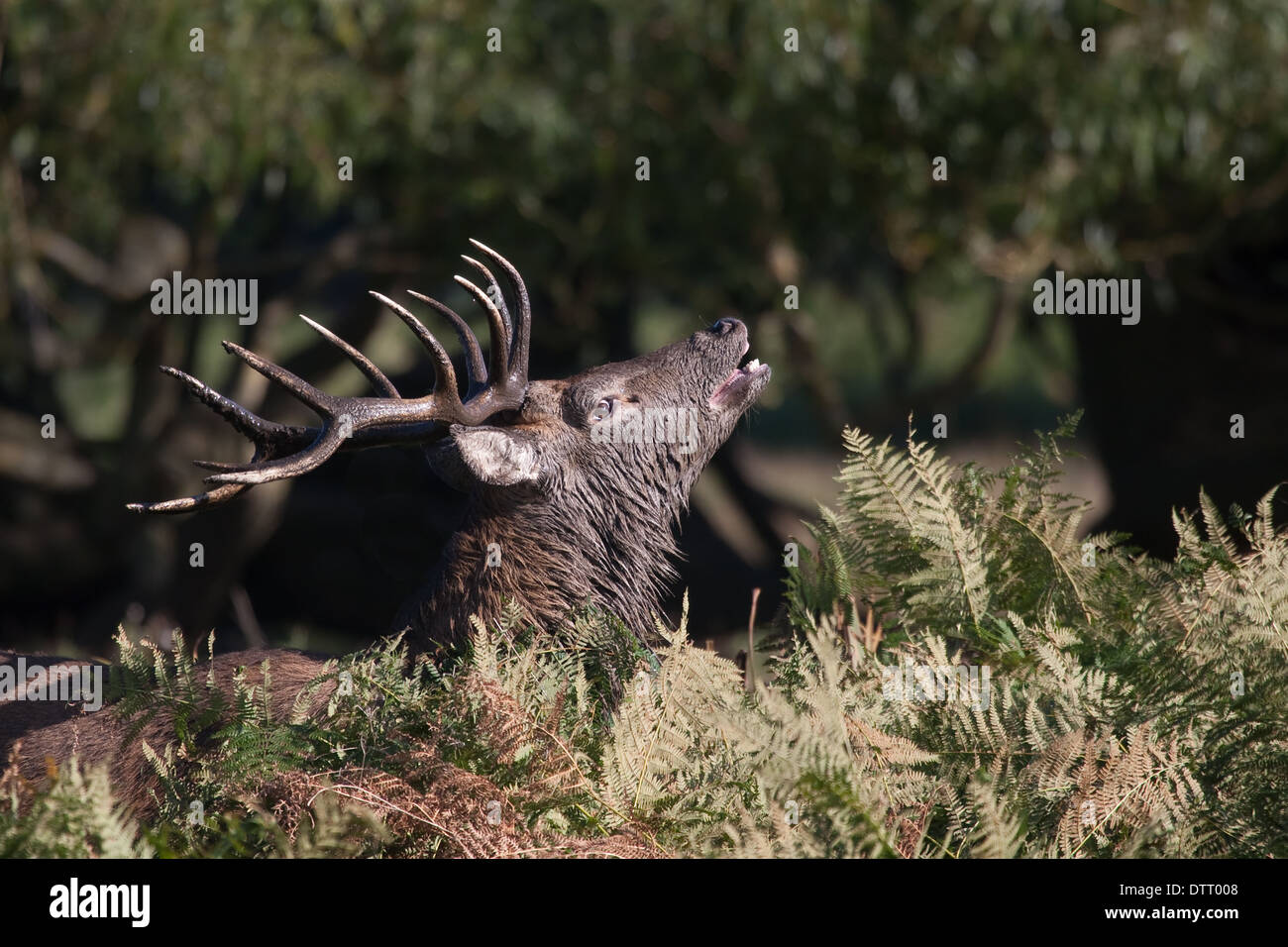 Red Deer stag beuglant dans une position dominante. Banque D'Images