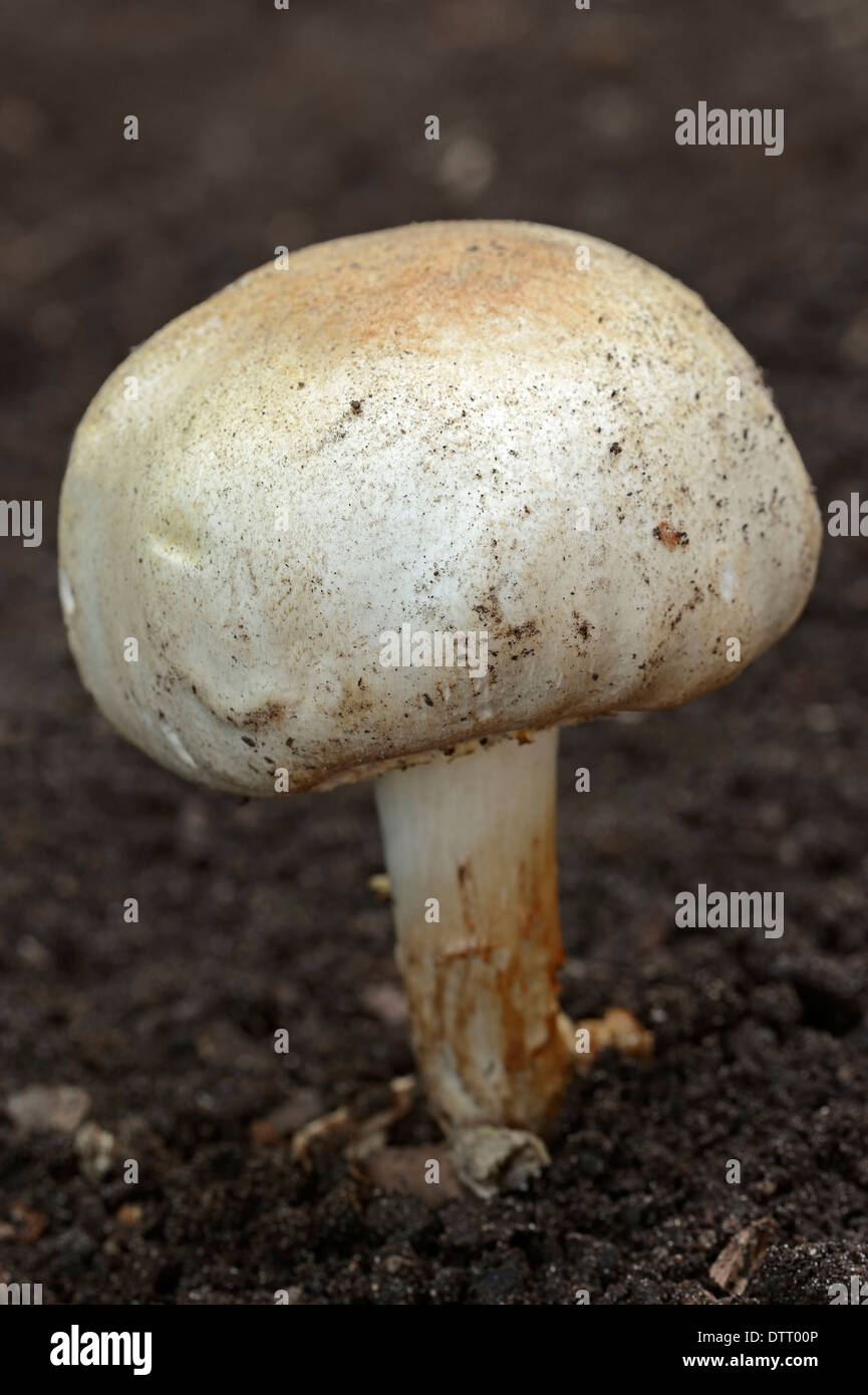 Inkcap scintillants, Rhénanie du Nord-Westphalie, Allemagne / (Coprinus micaceus) / Cap d'encre scintillante Banque D'Images