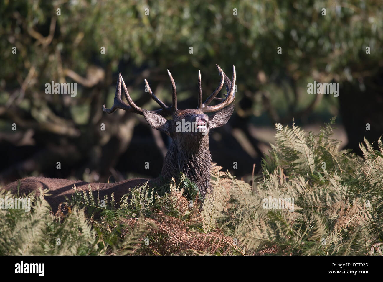 Red Deer stag beuglant dans une position dominante. Banque D'Images
