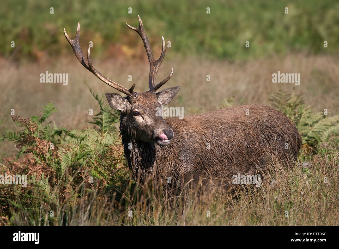 Les jeunes red deer pricket émergeant de bracken. Banque D'Images