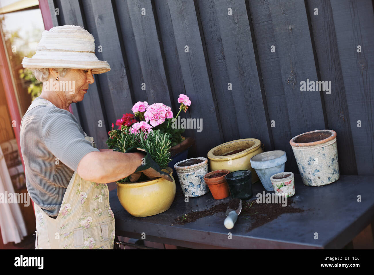 Sage femme portant chapeau de soleil planter de nouvelles plantes en pots  de terre cuite sur un comptoir en arrière-cour. Senior female gardener de  travailler Photo Stock - Alamy