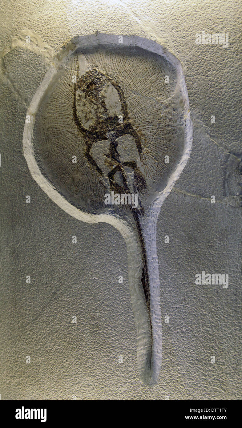 Ray Fossil.55-35 mya.Paleogene.Diamonville USA.Xiphtotrygus acutidens.disque pectoral et structure de longue queue.de la formation de Green River dans le Wyoming. Banque D'Images