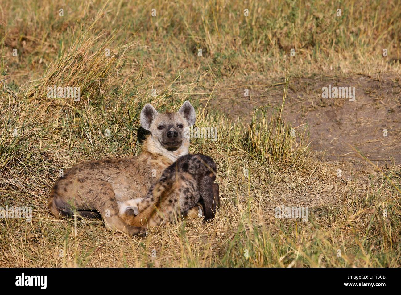 Hyène femelle avec un cub Banque D'Images
