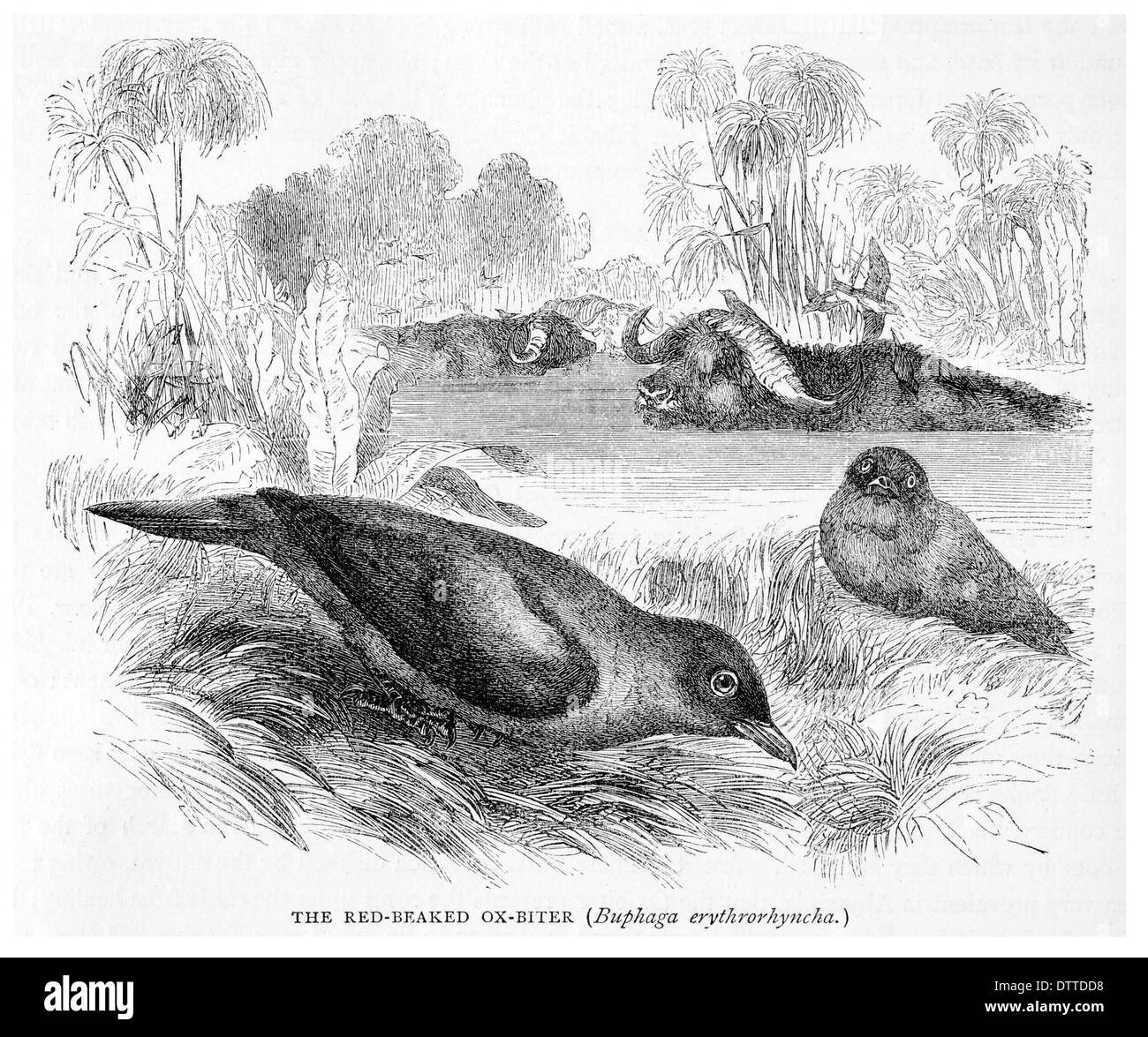 À Bec rouge Ox Mordeur Buphaga erythrorhyncha Banque D'Images