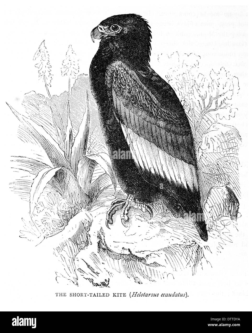 Helotarsus Kite courts ecaudatus Banque D'Images