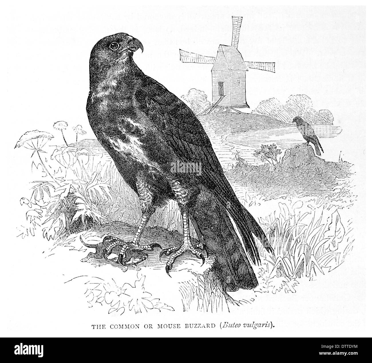Ou la Souris commune Buteo Buzzard vulgaris Banque D'Images