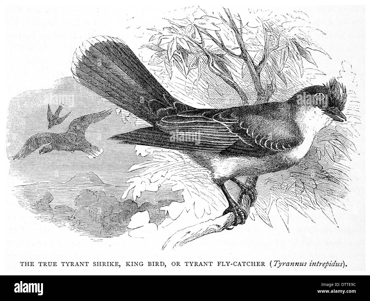 Vrai tyran migratrice, le roi des oiseaux ou d'un Tyran Fly Catcher Tyrannus intrepidus Banque D'Images
