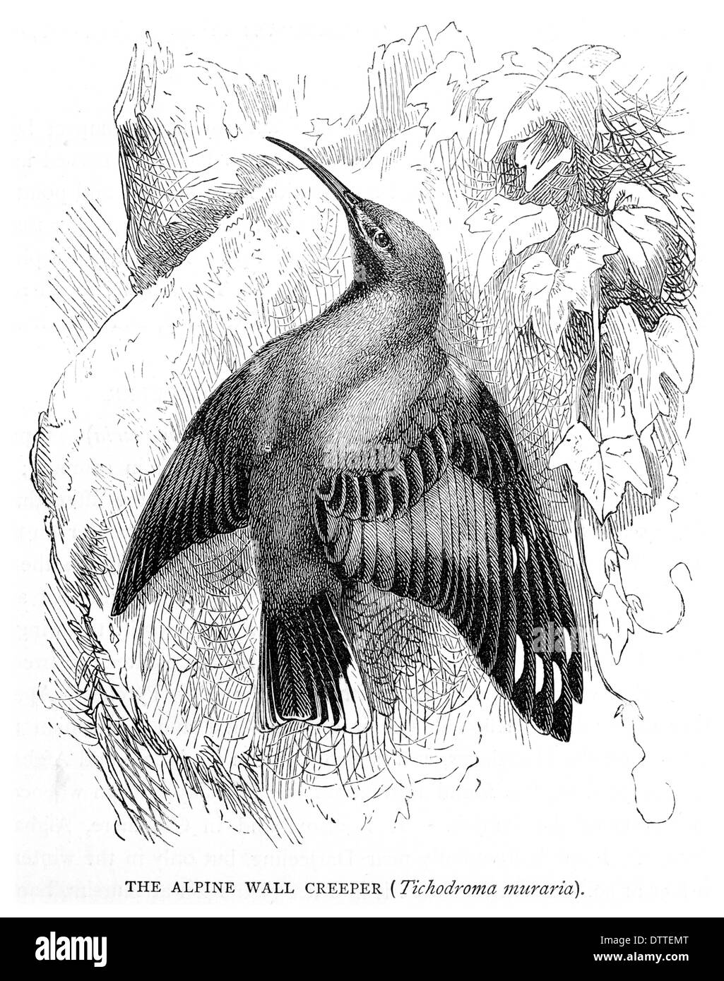 Mur alpin Tichodroma muraria réducteur Banque D'Images