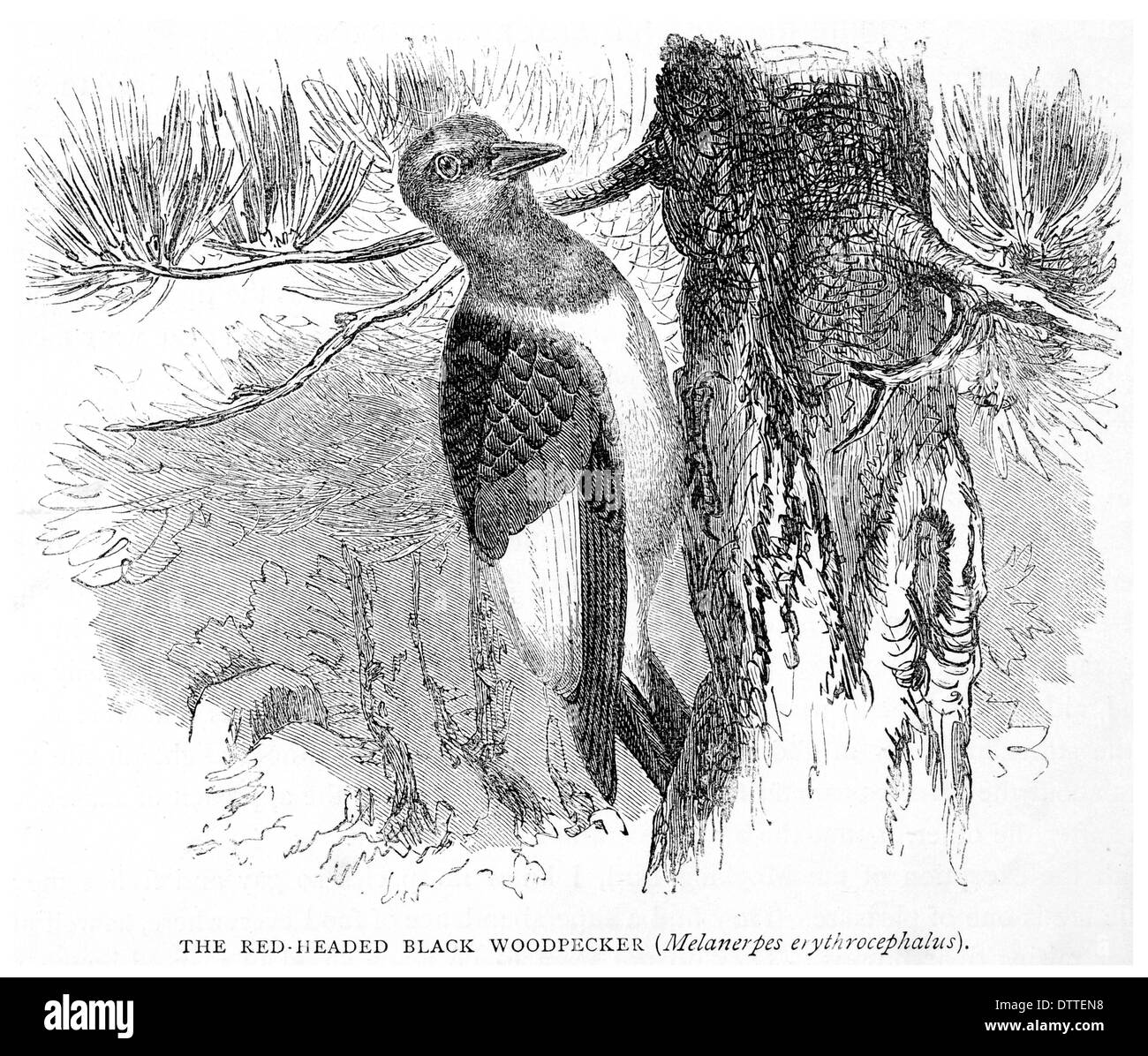 Tête rouge Melanerpes erythrocephalus Pic noir Banque D'Images