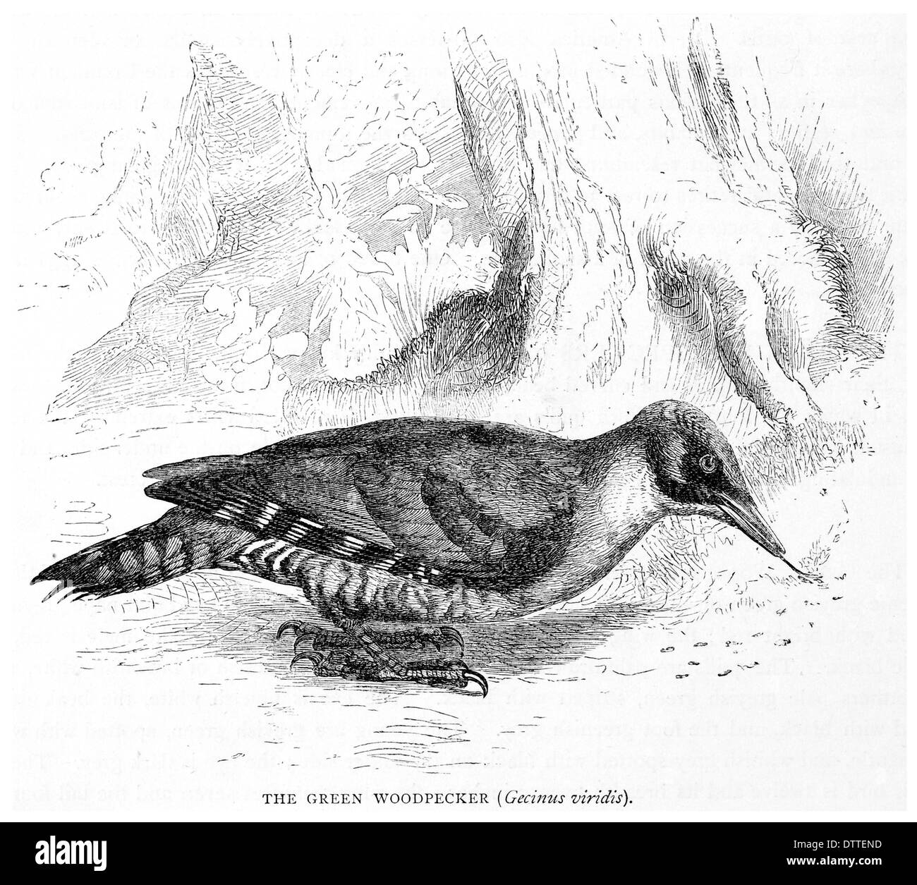 Pic Vert Gecinus viridis Banque D'Images