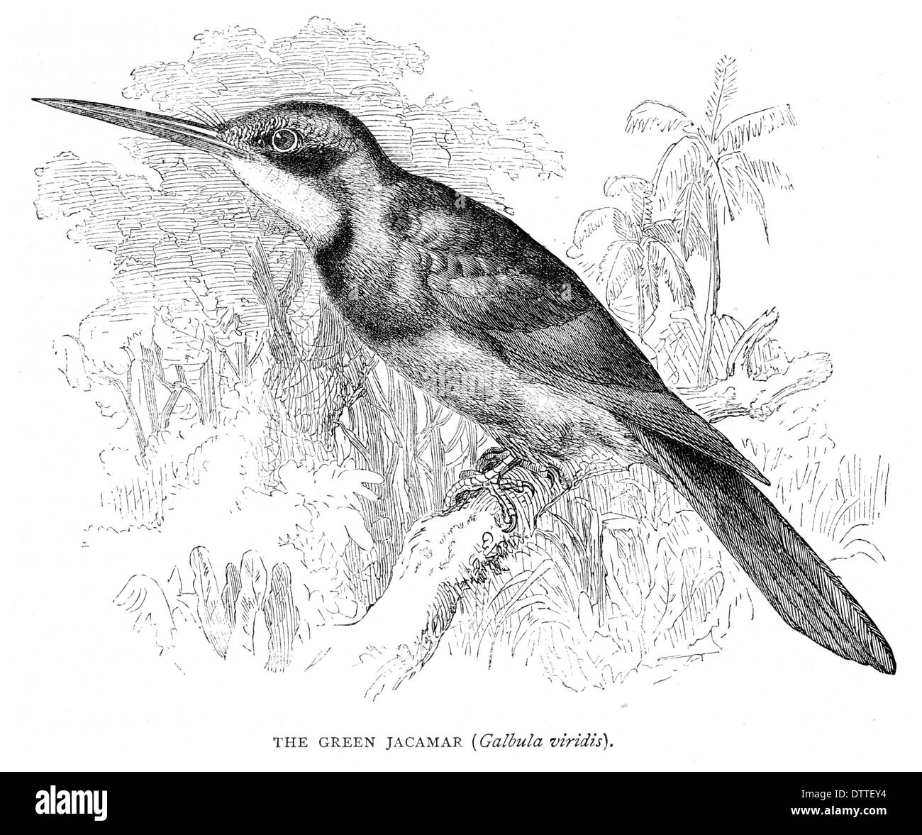 Galbula Jacamar vert viridis Banque D'Images