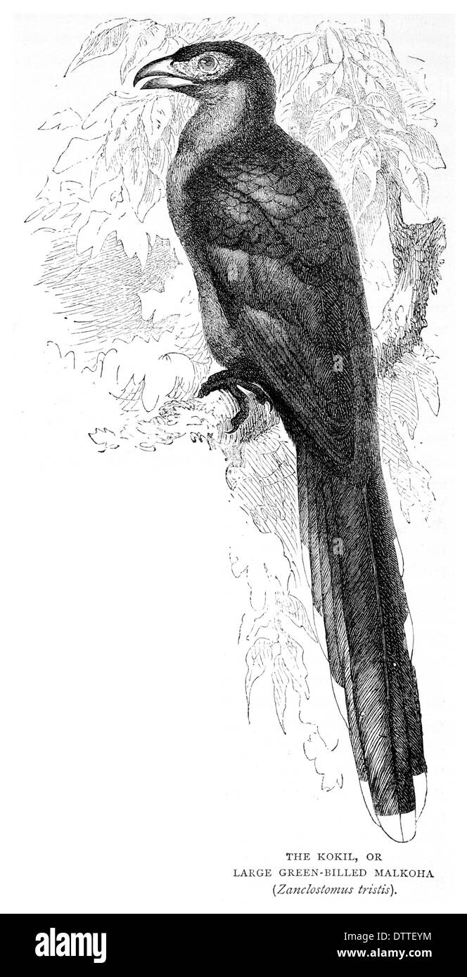 Kokil ou gros bec vert Malkoha Zanclostomus tristis Banque D'Images