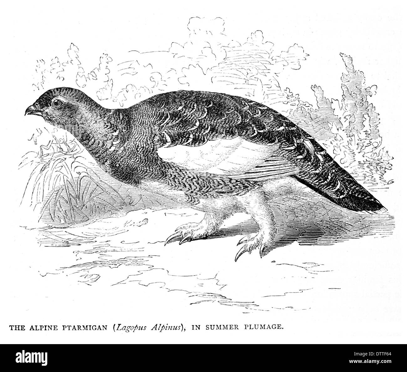 Lagopède alpin Lagopus Alpinus en plumage d'été Banque D'Images