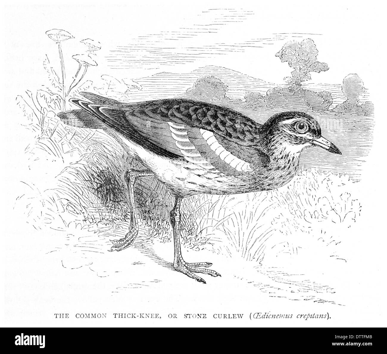 Politique d'épaisseur du genou ou de l'oedicnème criard Bistriatus crepitans Banque D'Images