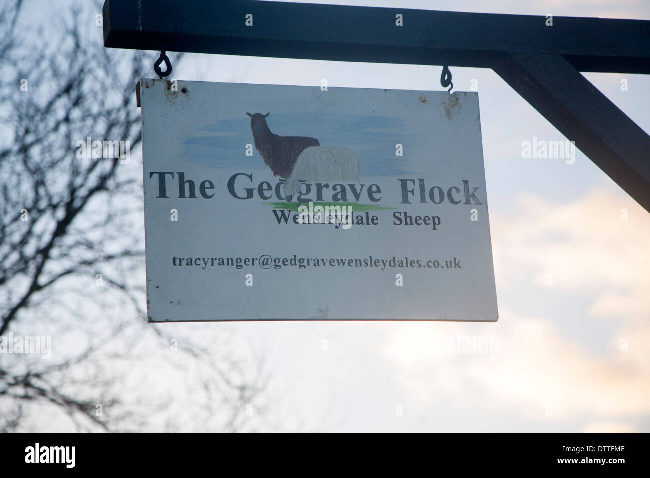 Signe pour le troupeau de moutons Gedgrave Wensleydale, Suffolk, Angleterre Banque D'Images